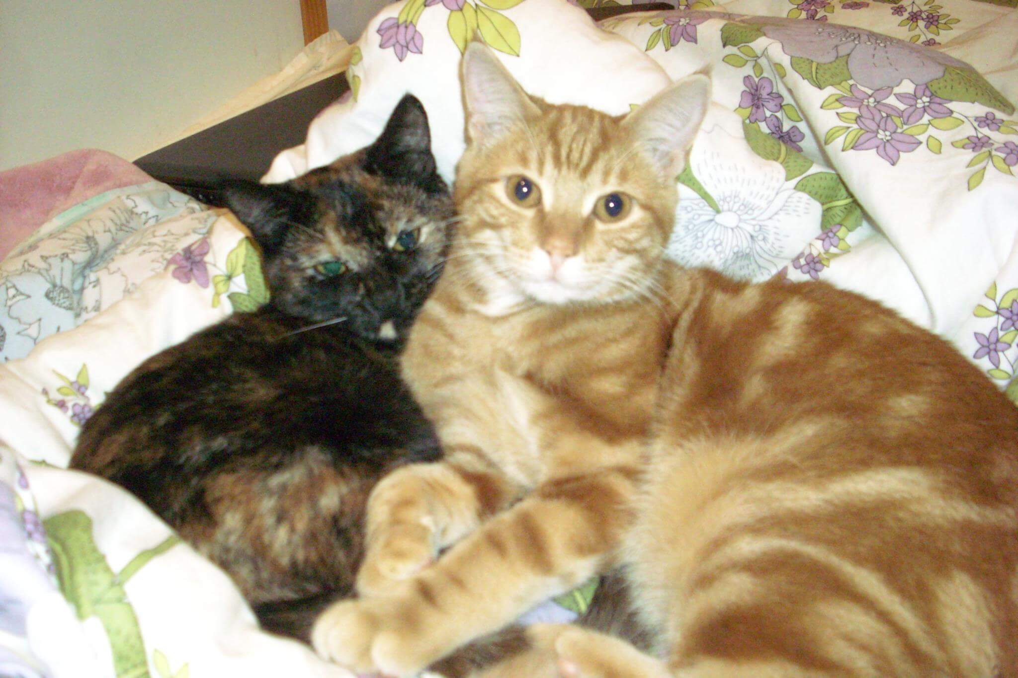 cat in heat - two cats cuddling