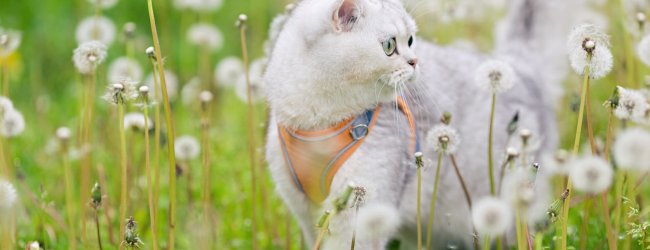 En vitt katt som går bland maskrosor
