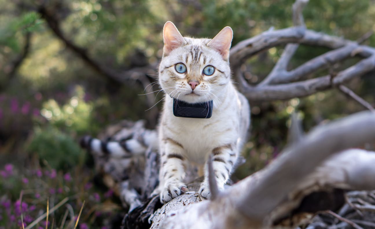 Kat i et træ