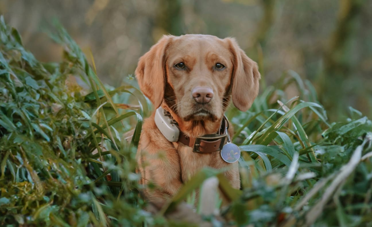 Hund sidder i græsset