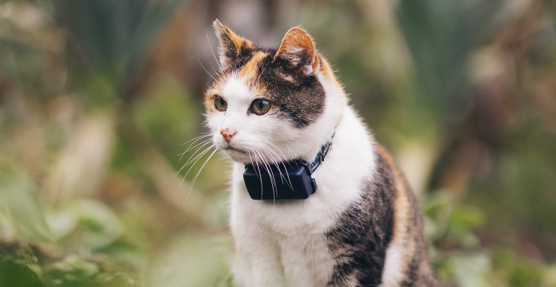 En kat udenfor med tractive cat mini