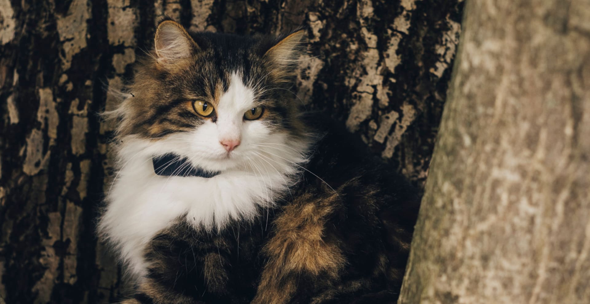 En kat sidder i et træ