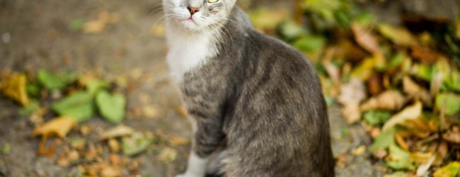 gray and white cat sitting outside