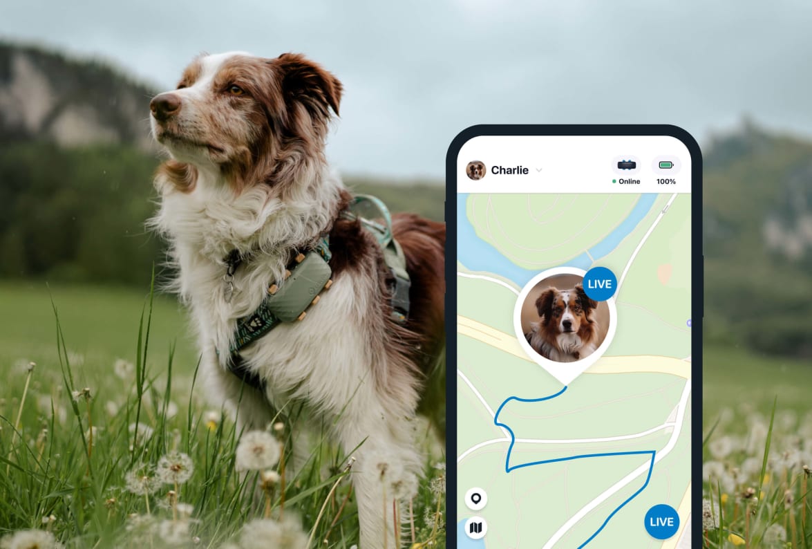 LIVE-tracking med den nye Tractive GPS DOG 4
