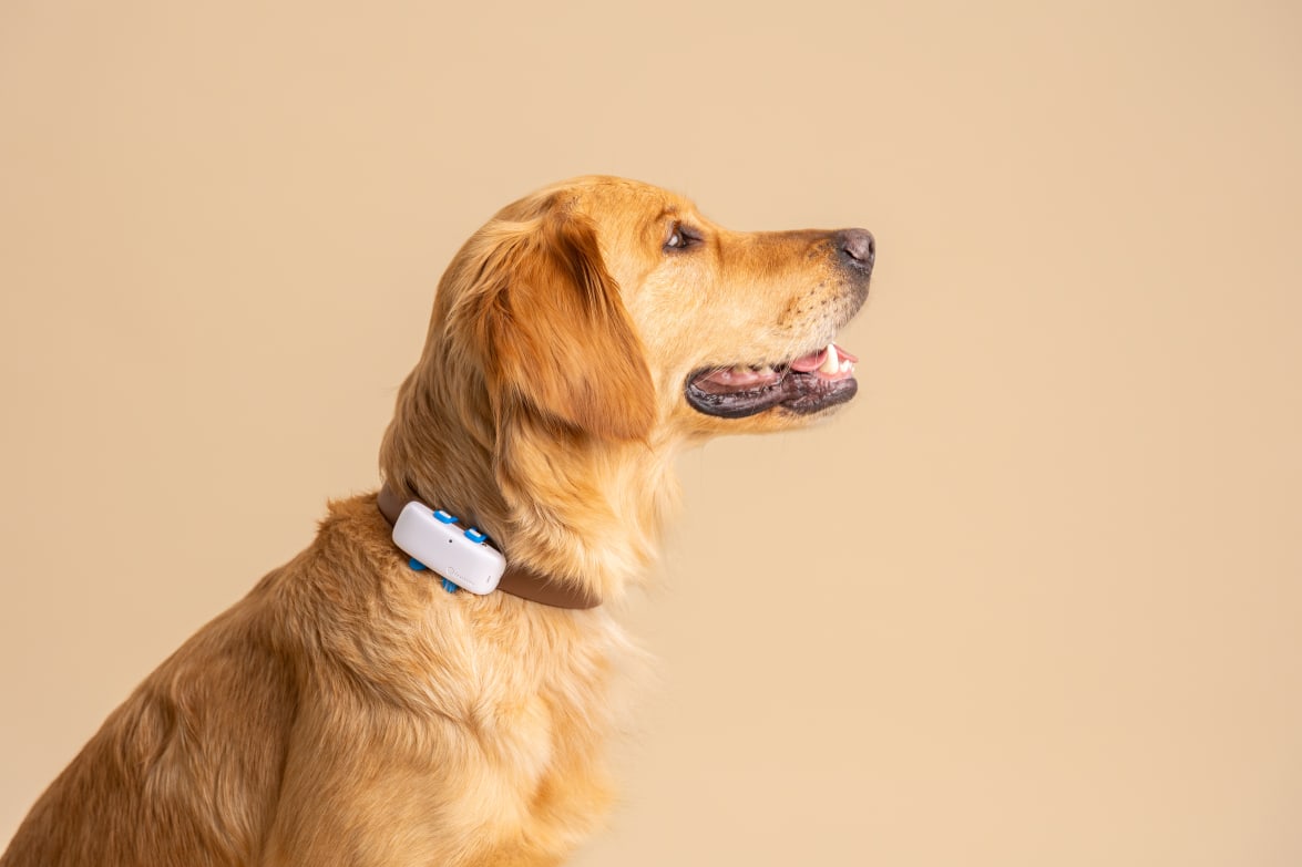 Nærbillede af den nye Tractive GPS DOG 4