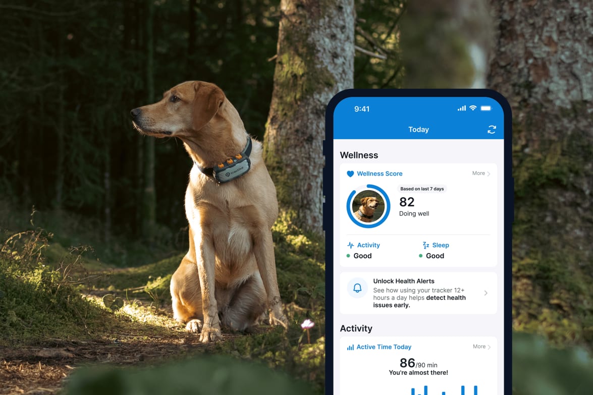 Aktivitetsovervågning med den nye Tractive GPS DOG Xl Adventure på smartphone