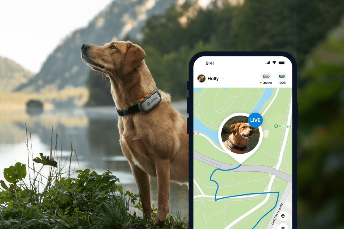 LIVE-tracking med den nye Tractive GPS DOG XL Adventure