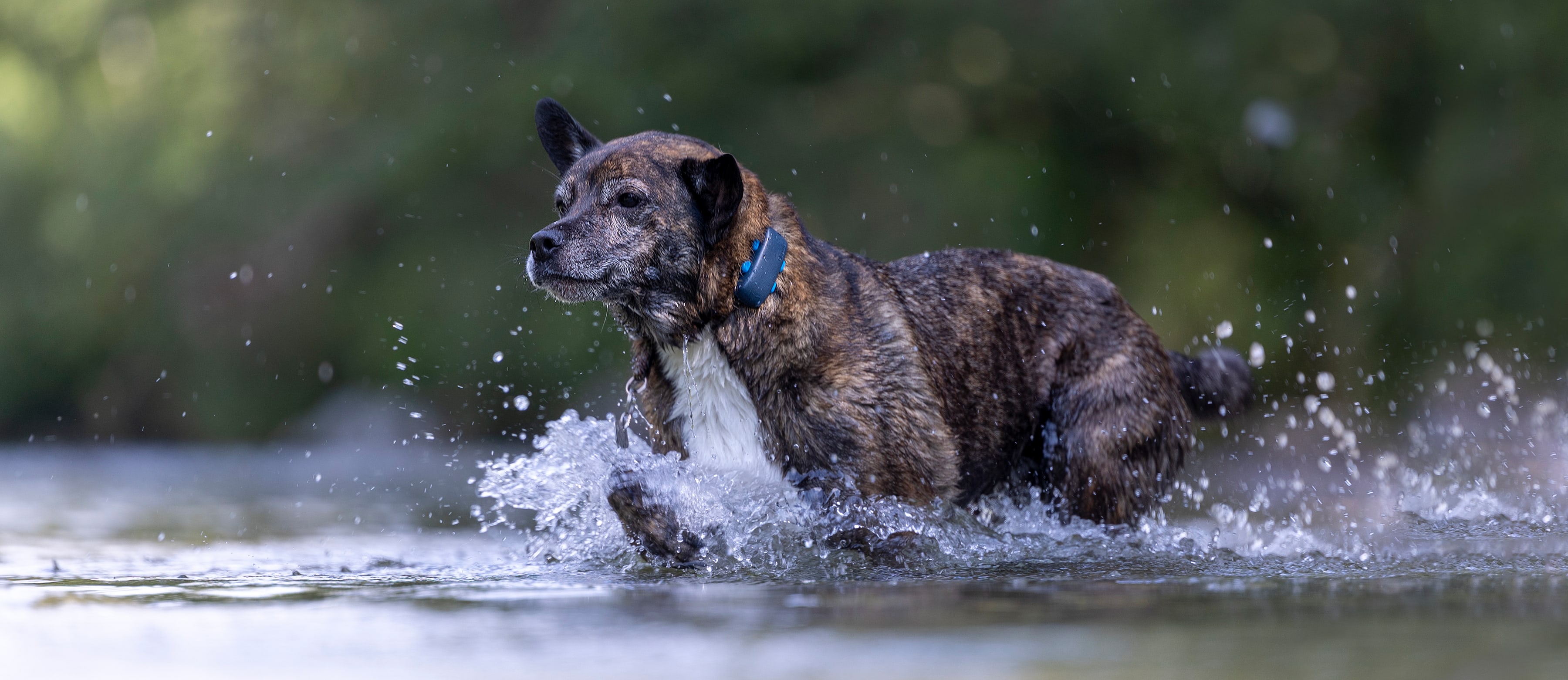 Hund løber i vandet med Tractive GPS-tracker.