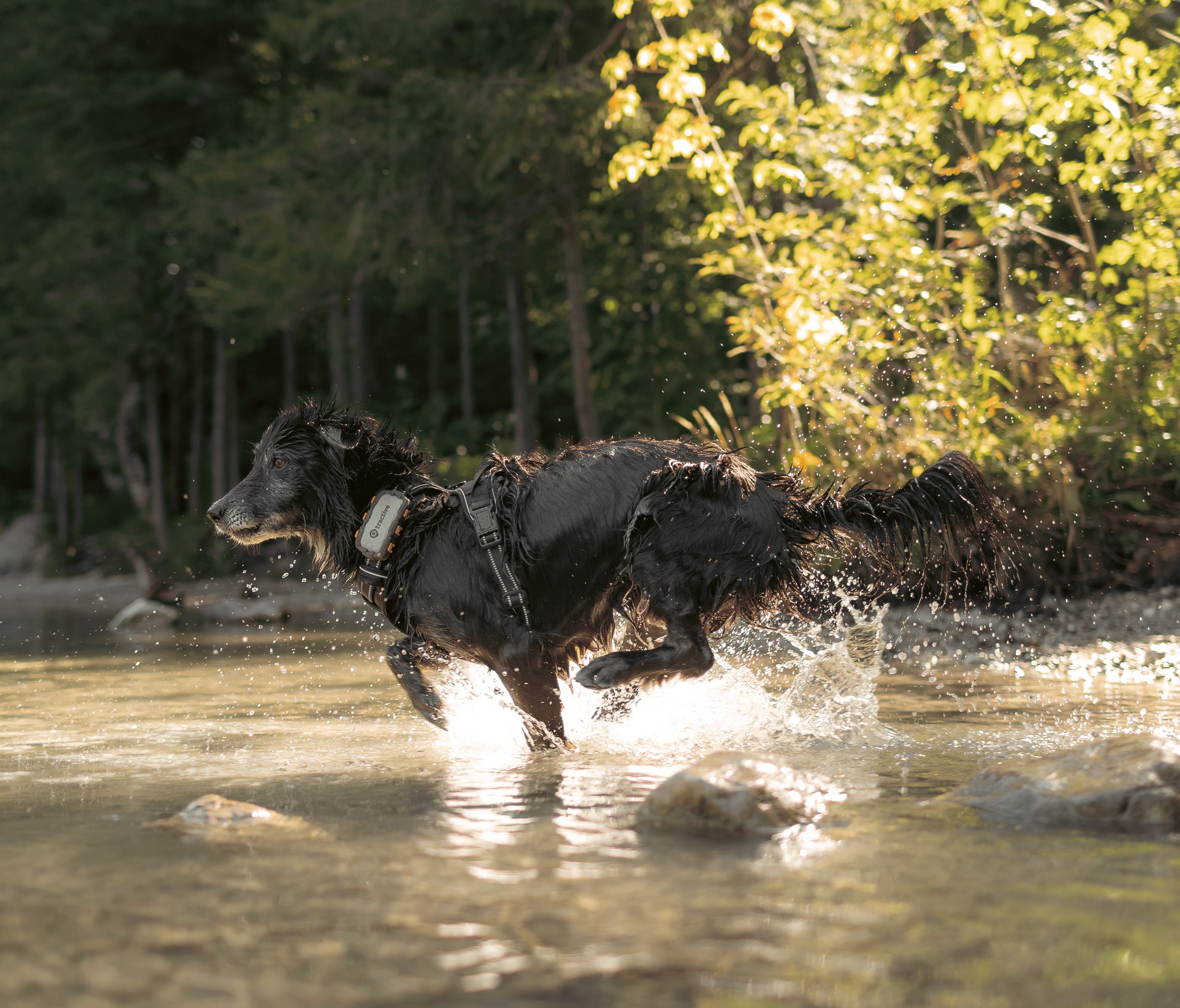 Hund løber i vandet med Tractive GPS-tracker.