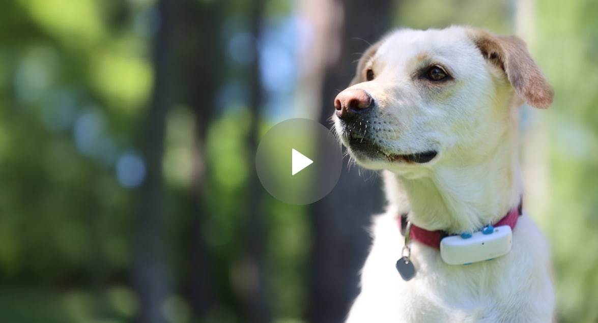 Sådan sætter du Tractive GPS DOG 4 Tracker på din hund