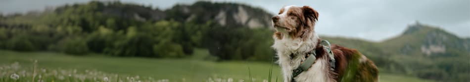 Kvinde og hund sidder ved siden af hinanden