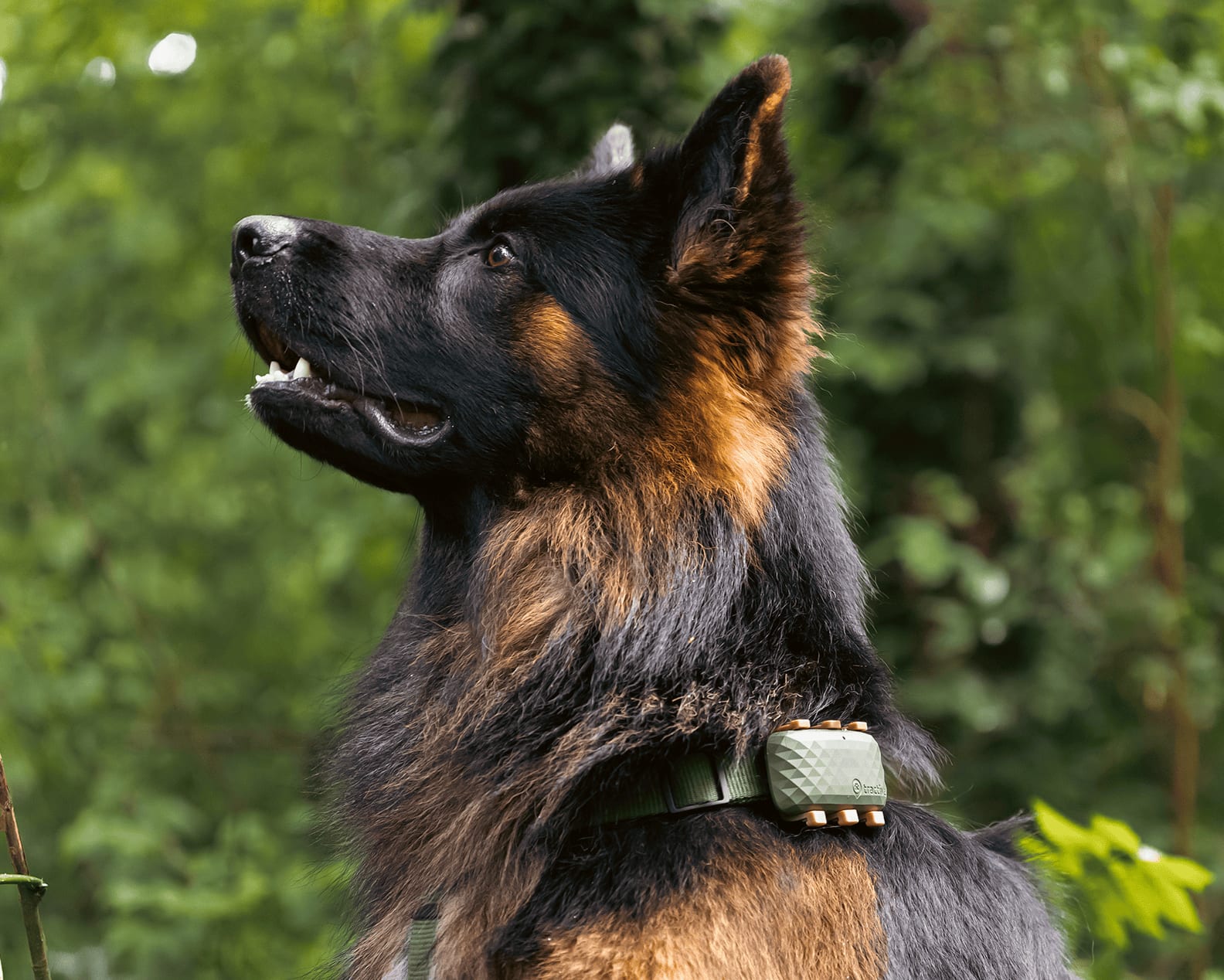 Hund med Tractive GPS-tracker