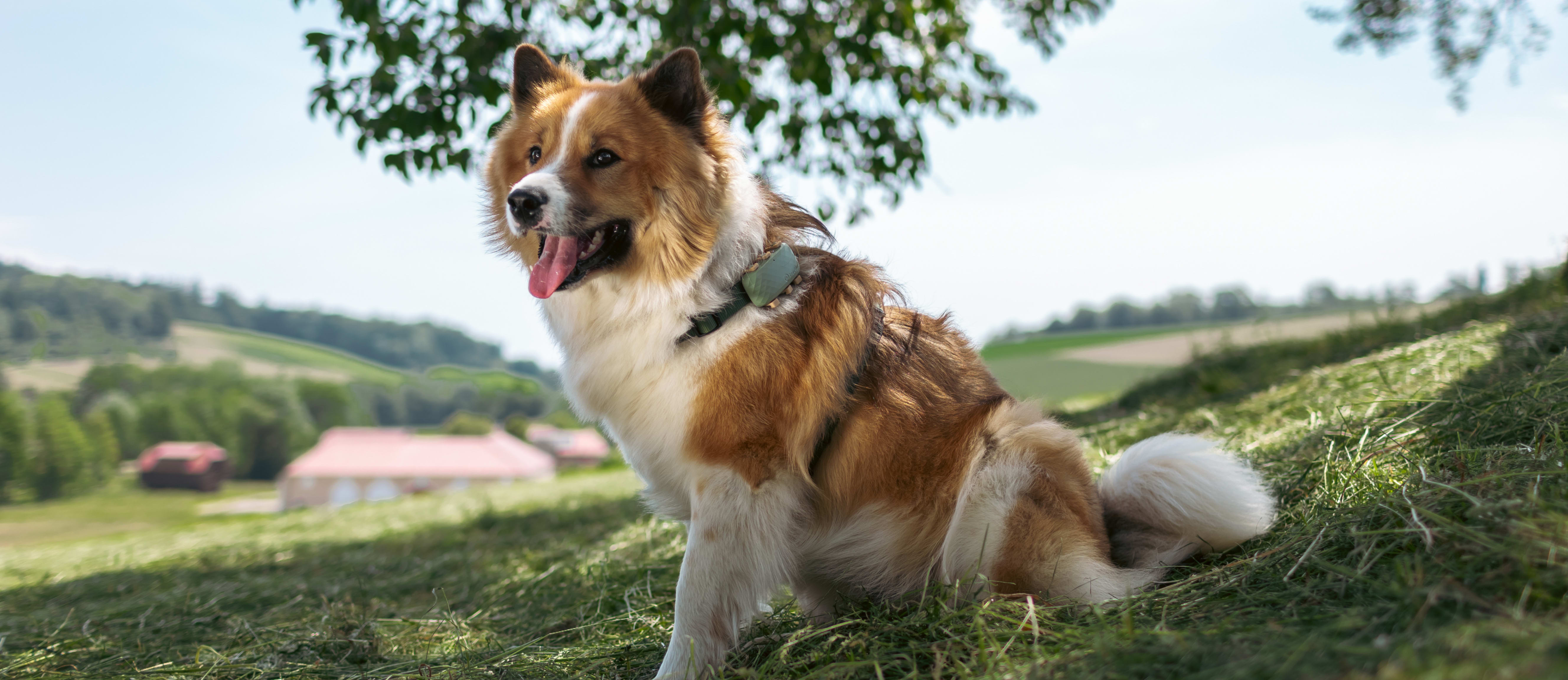 En hund med Tractive GPS Tracker.