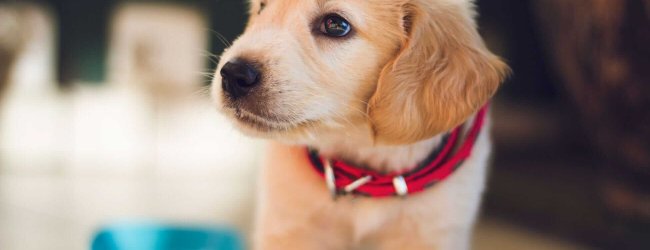 Chiot labrador avec un collier rouge