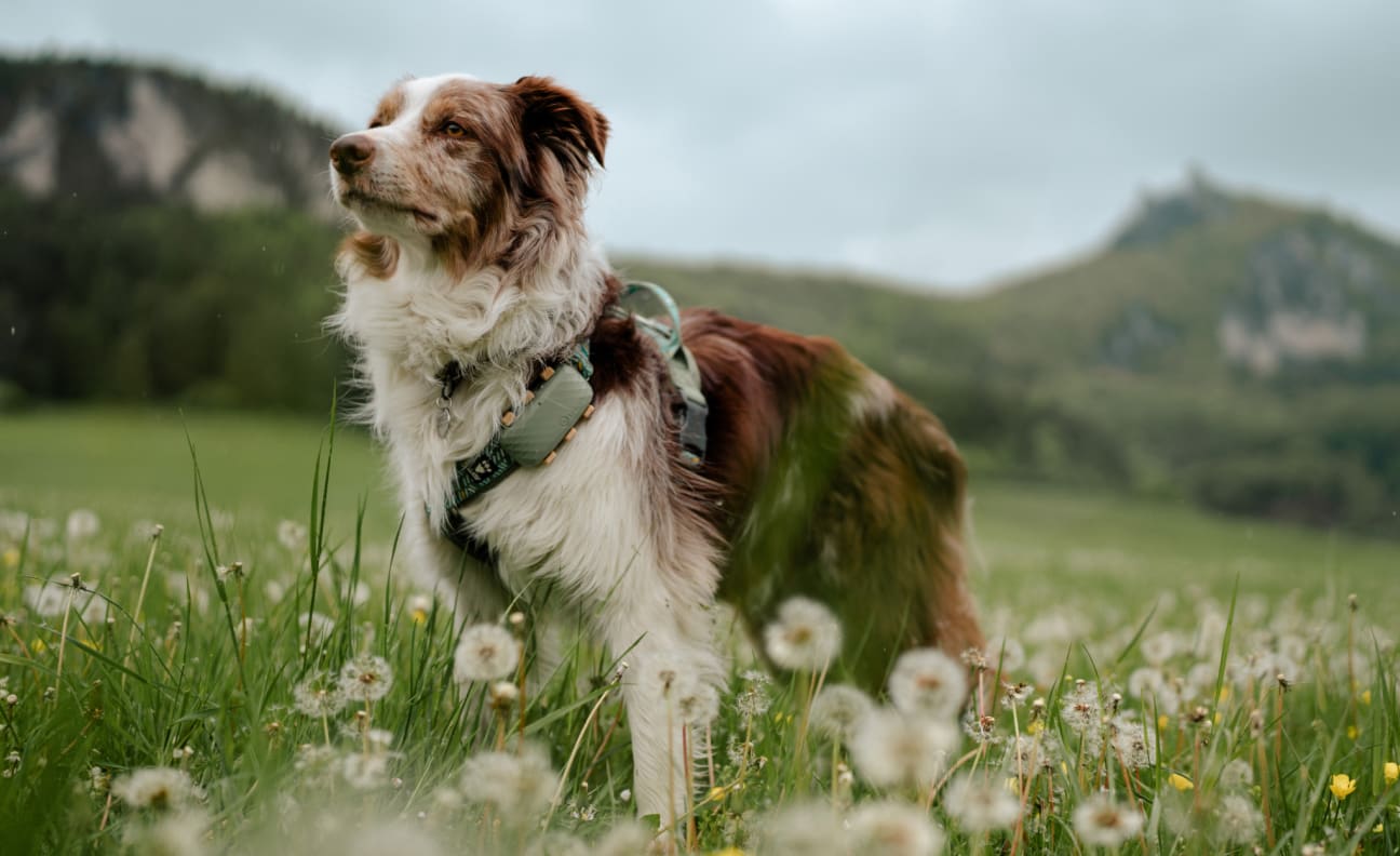Hund på en mark