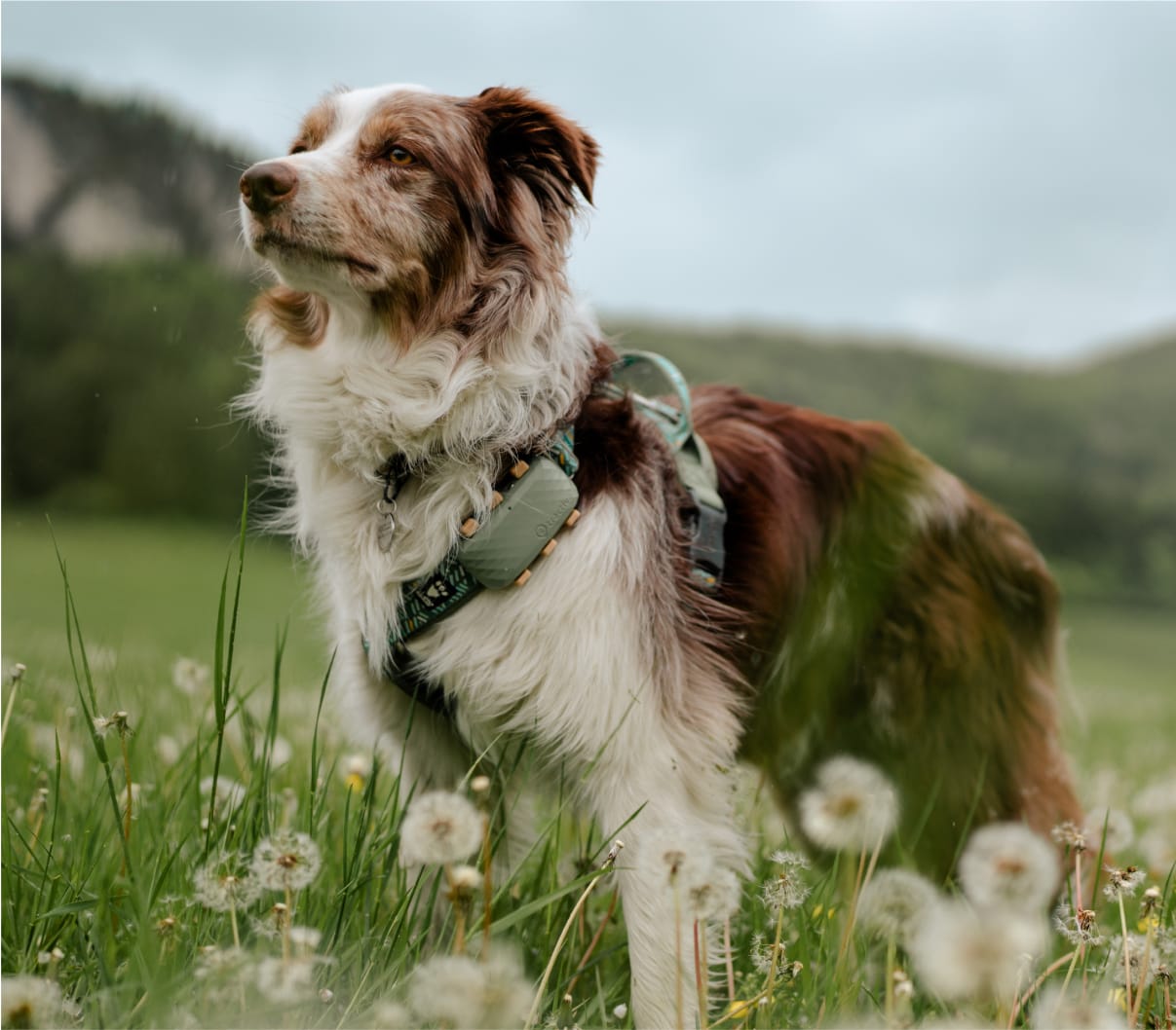 Hund på en mark