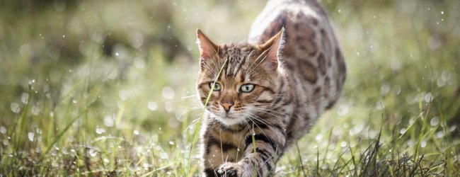 Katze läuft über eine sonnige Wiese