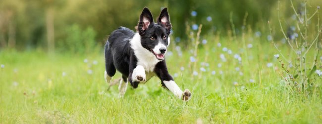 hvid og sort hund løber gennem græsset udenfor
