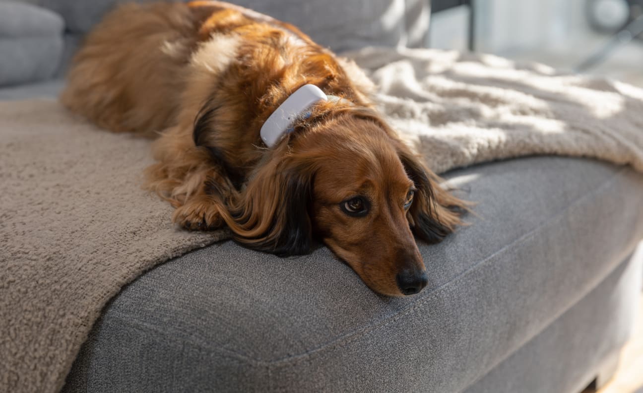 Hund i en sofa