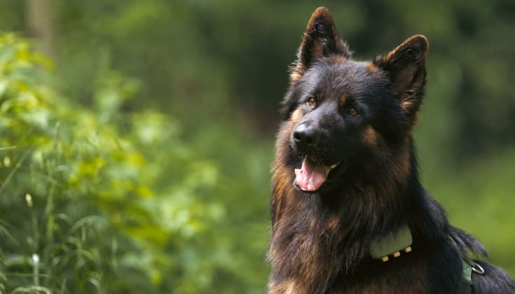 BMI-beregner til hunde