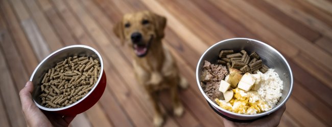 A woman holding two bowls of food before a dog