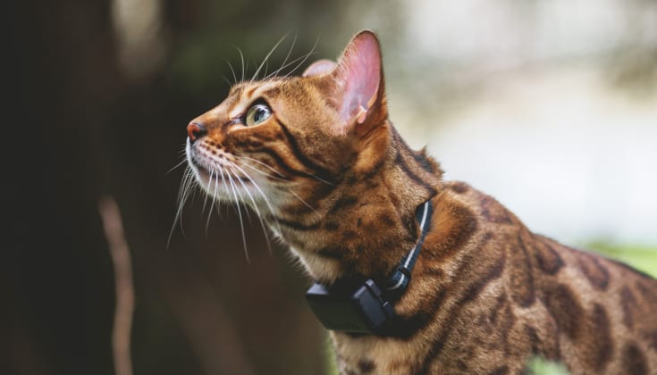 Katte