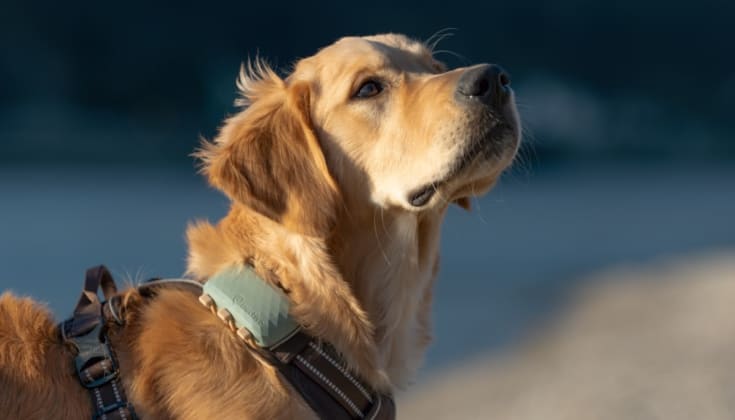 Hunde