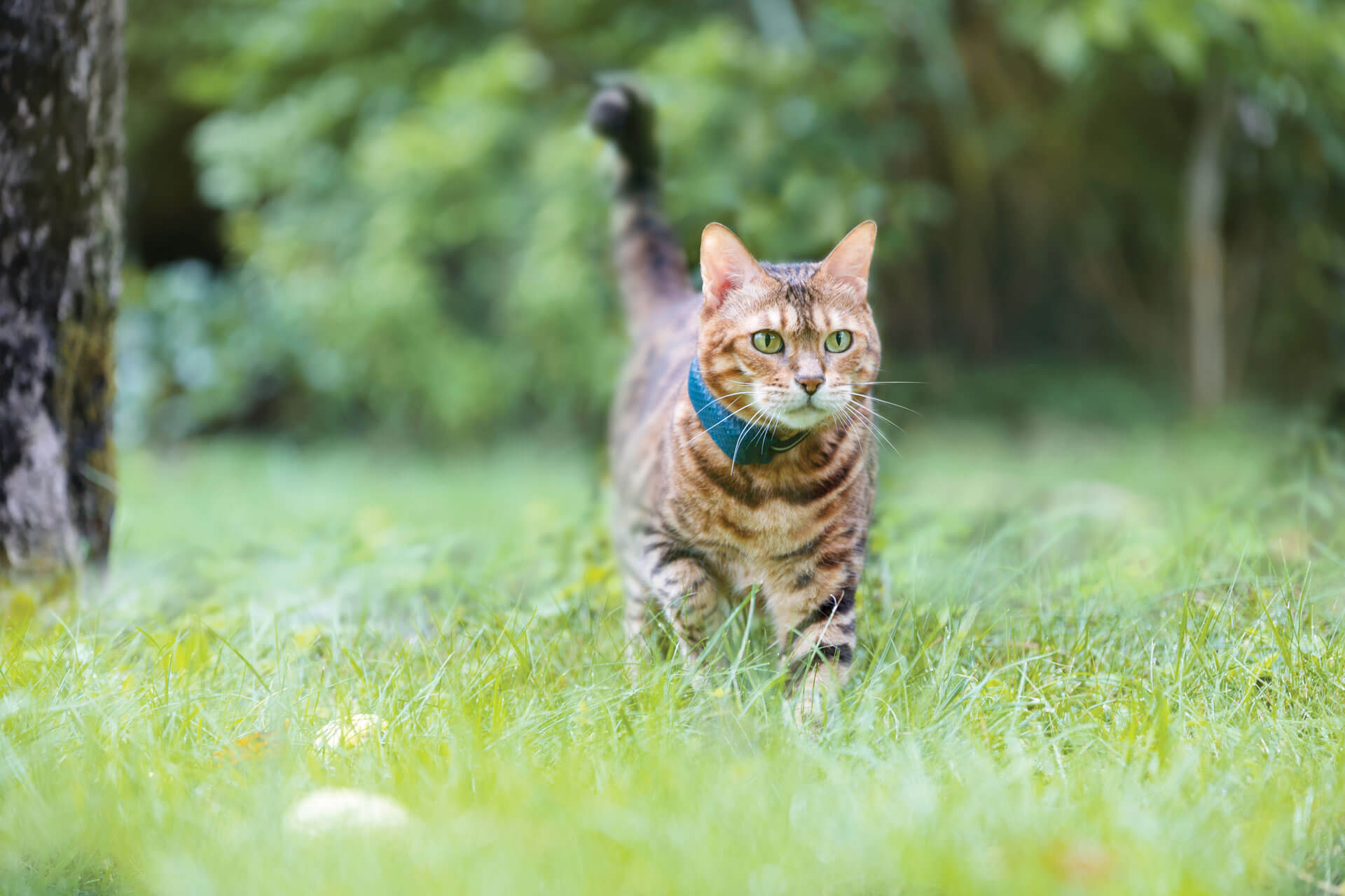 cat wearing tractive gps cat tracker outdoors in grass
