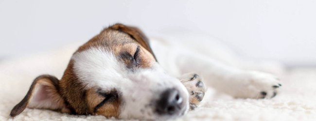 kleine hond ligt op beige hondenbed te slapen