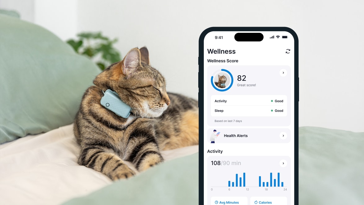 Søvnovervågning med den nye Tractive GPS CAT 4 på smartphone