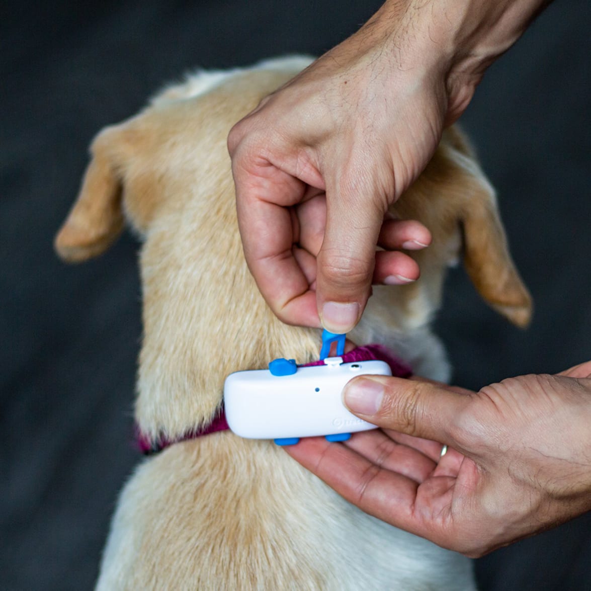 Sådan sætter du Tractive GPS DOG 4 Tracker på din hund