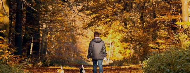 Man die twee kleine honden uitlaat in het bos